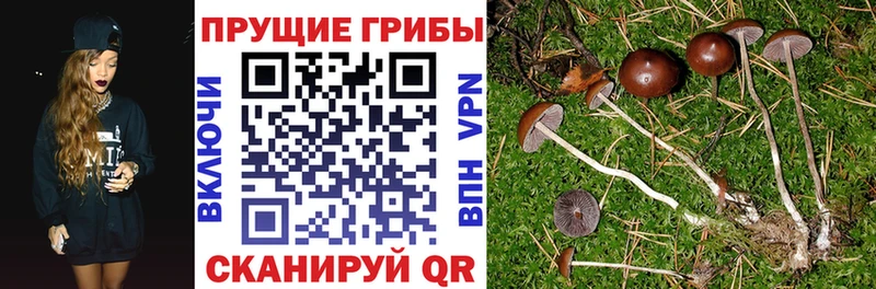 Купить где  Коркино  Псилоцибиновые грибы ЛСД 